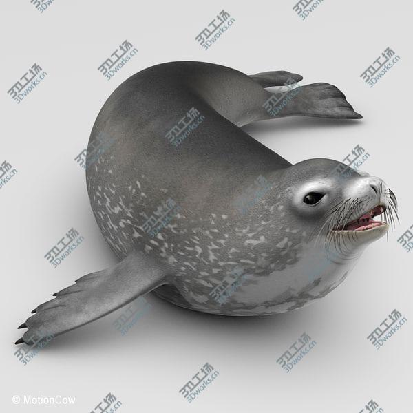 images/goods_img/20210312/Weddell Seal/5.jpg